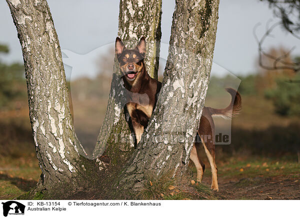 Australian Kelpie / KB-13154