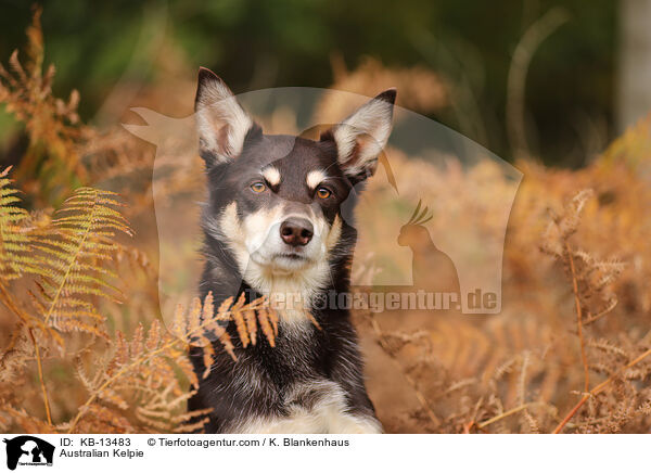 Australian Kelpie / KB-13483