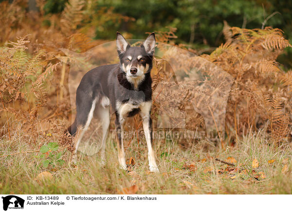 Australian Kelpie / KB-13489