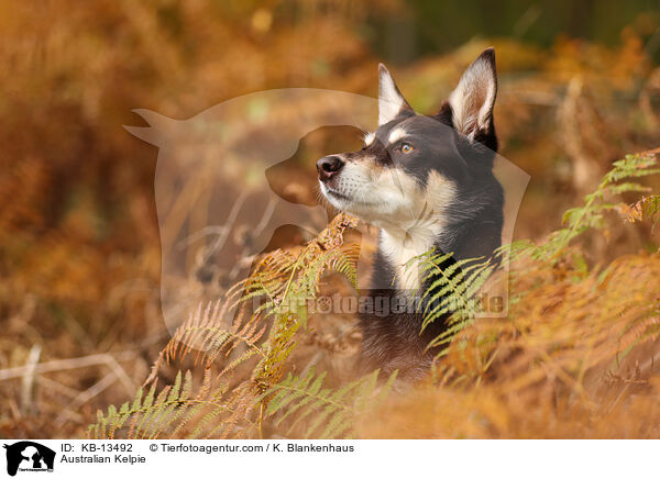 Australian Kelpie / KB-13492