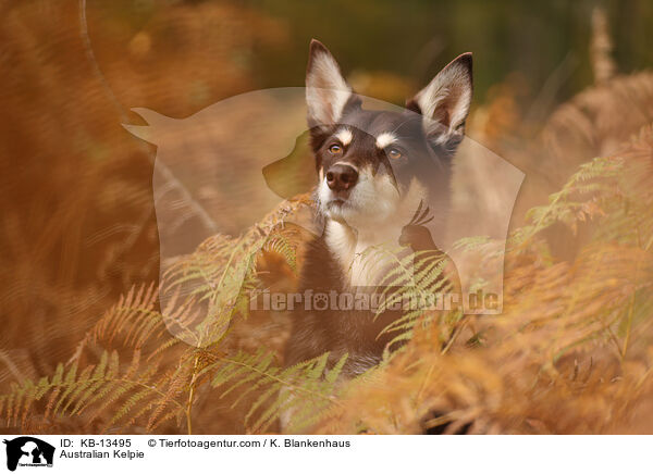 Australian Kelpie / KB-13495