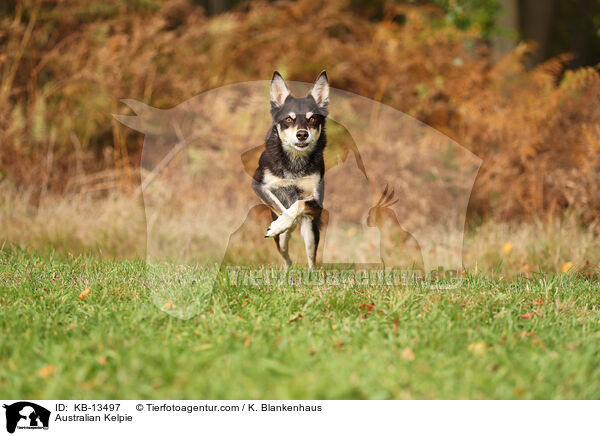 Australian Kelpie / Australian Kelpie / KB-13497