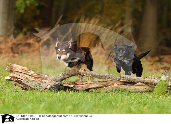 Australian Kelpies / Australian Kelpies / KB-13499