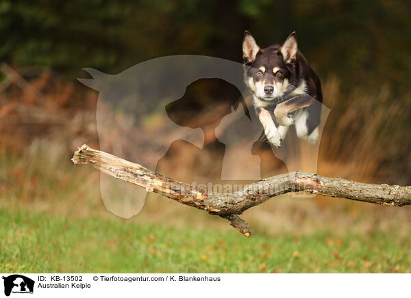Australian Kelpie / KB-13502