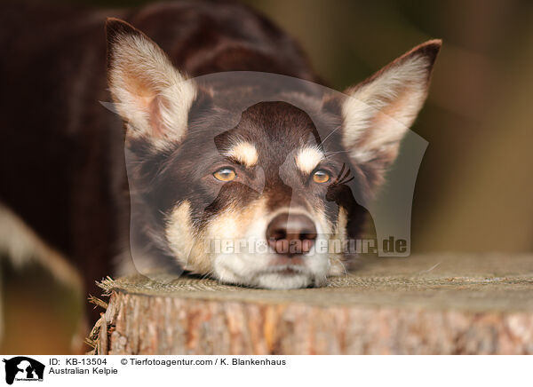 Australian Kelpie / KB-13504