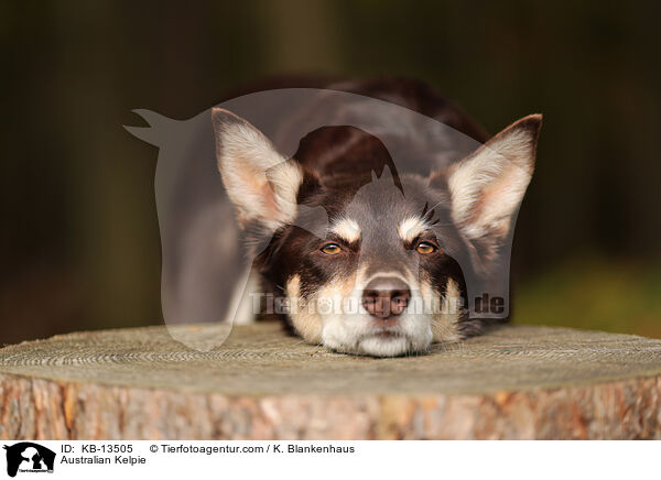 Australian Kelpie / KB-13505