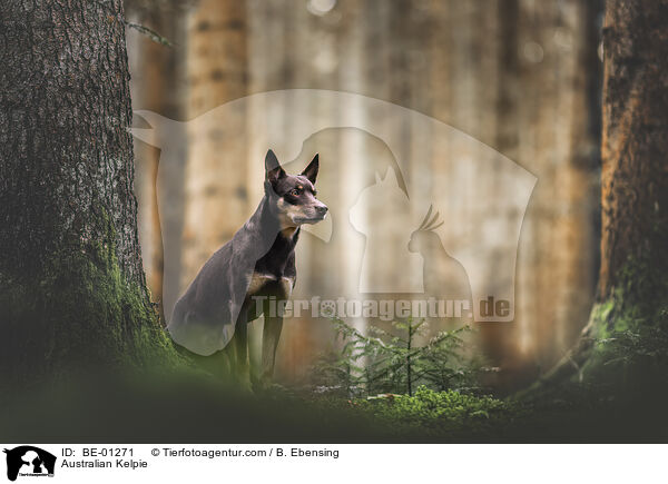 Australian Kelpie / Australian Kelpie / BE-01271