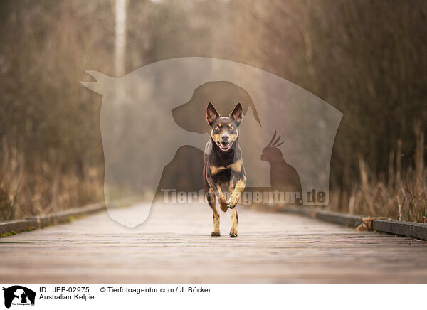 Australian Kelpie / Australian Kelpie / JEB-02975