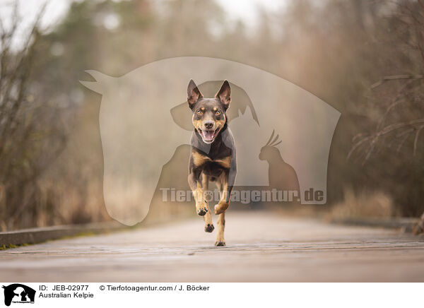 Australian Kelpie / Australian Kelpie / JEB-02977