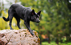standing Australian Kelpie
