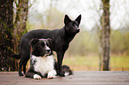 2 dogs
