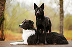 2 dogs