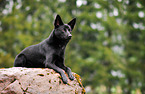 lying Australian Kelpie