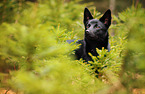 Australian Kelpie Portrait