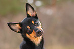 young Australian Kelpie
