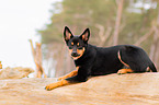 young Australian Kelpie