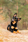 young Australian Kelpie