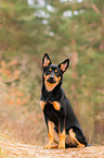 young Australian Kelpie