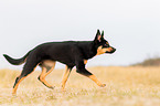 young Australian Kelpie