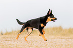 young Australian Kelpie