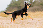 young Australian Kelpie