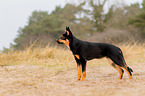 young Australian Kelpie