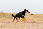 young Australian Kelpie