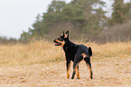 young Australian Kelpie