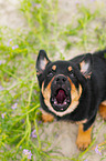 Australian Kelpie Puppy