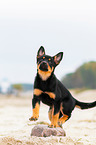 Australian Kelpie Puppy