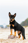 Australian Kelpie Puppy