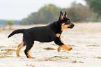 Australian Kelpie Puppy