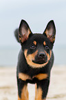 Australian Kelpie Puppy
