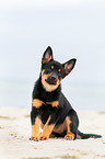 Australian Kelpie Puppy