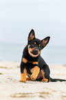 Australian Kelpie Puppy