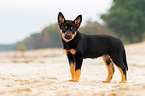 Australian Kelpie Puppy