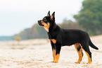 Australian Kelpie Puppy