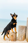 Australian Kelpie Puppy