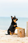 Australian Kelpie Puppy