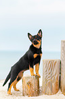 Australian Kelpie Puppy