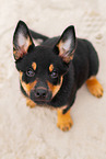 Australian Kelpie Puppy