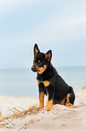 Australian Kelpie Puppy