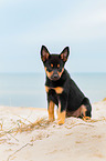 Australian Kelpie Puppy