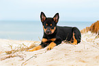 Australian Kelpie Puppy
