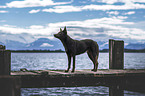 female Australian Kelpie