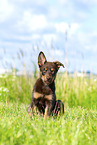 Australian Kelpie Puppy
