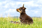 Australian Kelpie Puppy