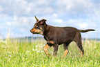 Australian Kelpie Puppy
