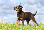 Australian Kelpie Puppy