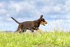 Australian Kelpie Puppy